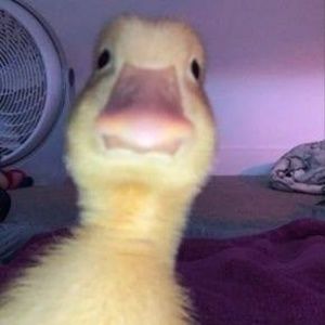 Meet your Posher, Isidro